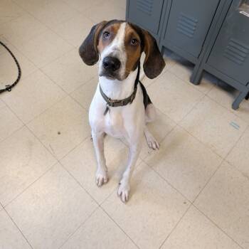 Rescue Beagle and Treeing Walker Coonhound Dogs for Adoption in Milford, Iowa - LeRoy | PetCurious