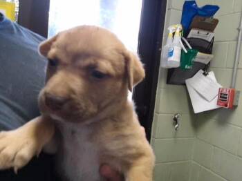 APHRODITE -  Pit Bull Terrier and Mixed Breed Dog for Adoption in Tulsa, Oklahoma - APHRODITE | PetCurious