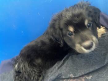 CHIPPIE -  Mixed Breed Dog for Adoption in Dallas, Texas - CHIPPIE | PetCurious