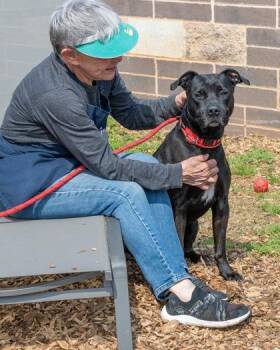 Mixed Breed Dogs Available for Adoption in Chamblee, Georgia - Leonard | PetCurious