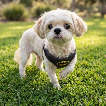 Shih Tzu Dogs Available for Adoption in Boca Raton, Florida - Teddy | PetCurious