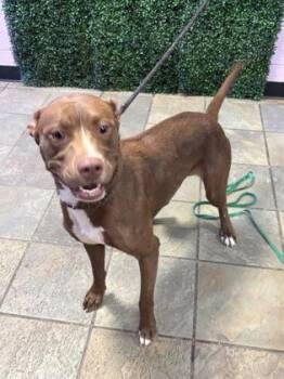 KODA* -  American Staffordshire Terrier and Mixed Breed Dog for Adoption in El Paso, Texas - KODA* | PetCurious