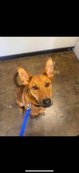 Rescue Mixed Breed Dogs for Adoption in Carrollton, Texas - Scooby | PetCurious