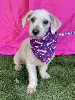 CHANEL -  Poodle Dog for Adoption in Rowland Heights, California - CHANEL | PetCurious