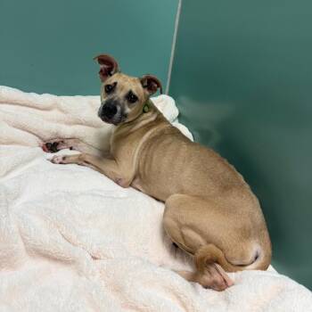 Whisper -  Mixed Breed Dog for Adoption in Titusville, Florida - Whisper | PetCurious