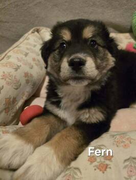 Bernese Mountain Dog Dogs Available for Adoption - Fern | PetCurious