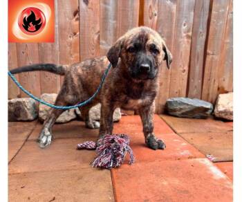 Arkanine -  Mixed Breed Dog Available for Adoption in Milton, Delaware - Arkanine | PetCurious