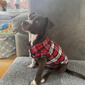 Rescue Spaniel Dogs for Adoption in Pleasant Valley, New York - MoccA | PetCurious