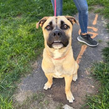 Rutgers -  Mixed Breed Dog for Adoption in Newark, New Jersey - Rutgers | PetCurious