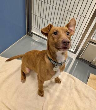 Rescue Hound Dogs for Adoption in Winter Haven, Florida - Tucker | PetCurious