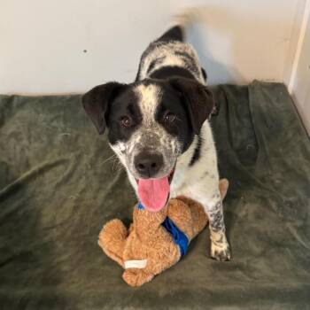 Australian Cattle Dog Blue Heeler and Pointer Dogs Available for Adoption in Brownsboro, Alabama - Presley | PetCurious