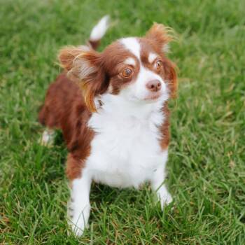 Rosy -  Chihuahua Dog for Adoption in Northbrook, Illinois - Rosy | PetCurious