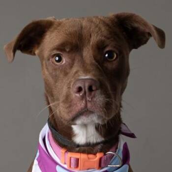 Manda -  Labrador Retriever Dog for Adoption in Jefferson, Wisconsin - Manda | PetCurious