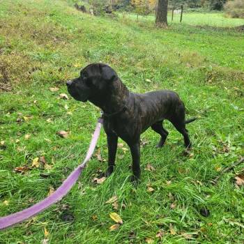 Berlin -  Cane Corso Dog for Adoption in Manchester, Pennsylvania - Berlin | PetCurious