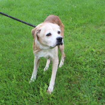 Linda (12344) -  Beagle Dog for Adoption in Heath, Ohio - Linda (12344) | PetCurious