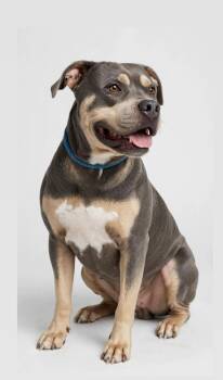 CECIL -  American Bully Dog for Adoption in Houston, Texas - CECIL | PetCurious