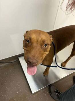 Pit Bull Terrier and Mixed Breed Dogs Available for Adoption in South Bend, Indiana - Aubrey | PetCurious