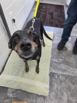 Remi -  Mixed Breed Dog for Adoption in Oxford, North Carolina - Remi | PetCurious