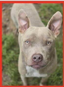 Rescue Pit Bull Terrier Dogs for Adoption in Franklin Township, New Jersey - Rupert | PetCurious