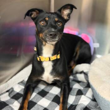 Foxy -  Mixed Breed Dog for Adoption in Denison, Texas - Foxy | PetCurious