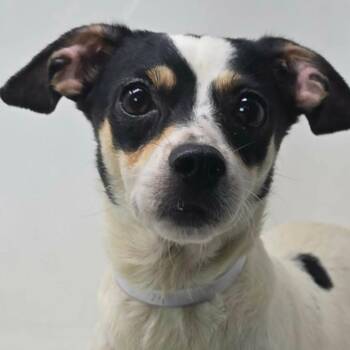FOSTER NEEDED- Allium -  Rat Terrier Dog for Adoption - FOSTER NEEDED- Allium | PetCurious