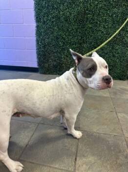 Rescue Pit Bull Terrier and Mixed Breed Dogs for Adoption in El Paso, Texas - 59833796 | PetCurious