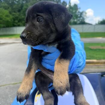Dakota -  Mixed Breed Dog for Adoption in Corinth, Mississippi - Dakota | PetCurious