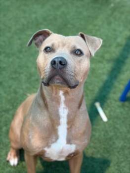 BRENDA -  Mixed Breed Dog for Adoption in Dallas, Texas - BRENDA | PetCurious