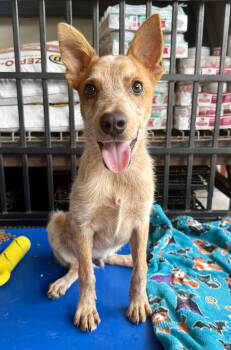 Kylo -  Australian Cattle Dog Blue Heeler Dog for Adoption in Elkhorn, Wisconsin - Kylo | PetCurious