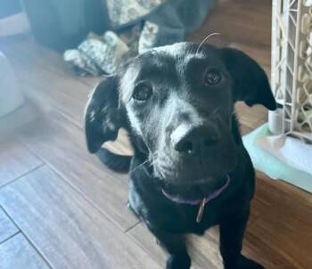 Rescue Mixed Breed Dogs for Adoption in Arundel, Maine - Madison - Maine | PetCurious