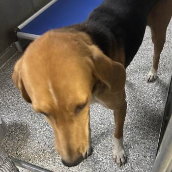 Stray - Gravitte Rd -  Hound Dog for Adoption in Roxboro, North Carolina - Stray - Gravitte Rd | PetCurious