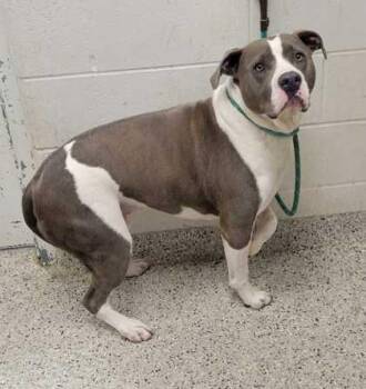 Beans -  Pit Bull Terrier and Mixed Breed Dog for Adoption in Kansas City, Missouri - Beans | PetCurious