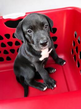 Aero -  Mixed Breed Dog for Adoption in Taycheedah, Wisconsin - Aero | PetCurious