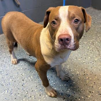 Hank -  Pit Bull Terrier and Mixed Breed Dog for Adoption in Tuscaloosa, Alabama - Hank | PetCurious