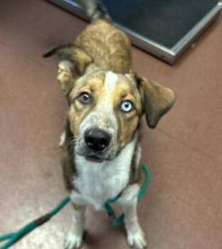 Hammy -  Australian Cattle Dog Blue Heeler and Border Collie Dog for Adoption in Oakland, California - Hammy | PetCurious