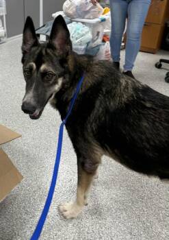 Rescue German Shepherd Dog and Mixed Breed Dogs for Adoption in Pasadena, Texas - BRUNO | PetCurious