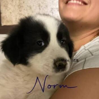 Norm -  Great Pyrenees Dog for Adoption in Louisville, Kentucky - Norm | PetCurious