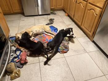 Mixed Breed Dogs Available for Adoption - Patrick | PetCurious