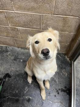 Milo -  Golden Retriever Dog for Adoption in Midland, Texas - Milo | PetCurious