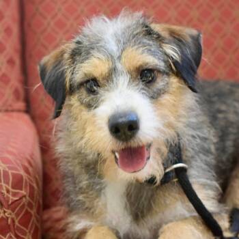 THELMA -  Terrier Dog for Adoption in Bowling Green, Ohio - THELMA | PetCurious