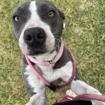Rescue Pit Bull Terrier Dogs for Adoption in Pearland, Texas - Tamera | PetCurious