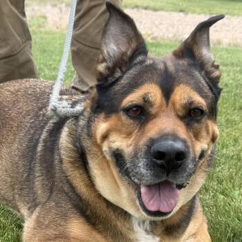 Peggy -  German Shepherd Dog Dog for Adoption in Burbank, California - Peggy | PetCurious