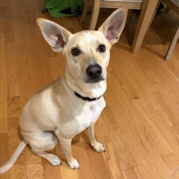 Tori Ginger Spice - Local Star -  Yellow Labrador Retriever Dog for Adoption in Andover, Massachusetts - Tori Ginger Spice - Local Star | PetCurious