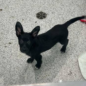 Coast -  Mixed Breed Dog for Adoption in Clavet, Saskatchewan - Coast | PetCurious