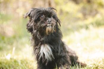 Shih Tzu Dogs Available for Adoption in Gradyville, Kentucky - Lula- Transport | PetCurious