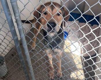 Labrador Retriever and German Shepherd Dog Dogs Available for Adoption - ARCHIE | PetCurious