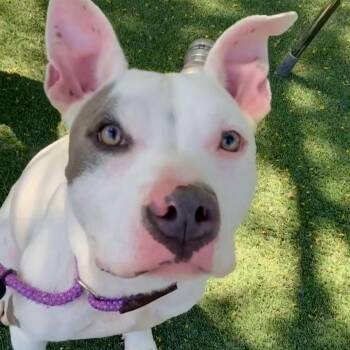 Rescue Pit Bull Terrier Dogs for Adoption in Los Angeles, California - Rose | PetCurious