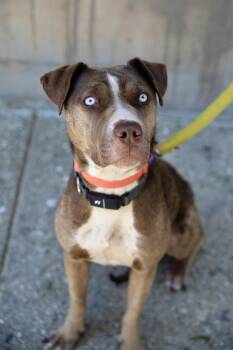 Rescue Pit Bull Terrier and Husky Dogs for Adoption - Hazel | PetCurious