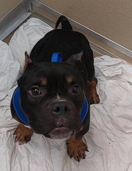 DEXTER -  American Bulldog and Mixed Breed Dog Available for Adoption in Fort Lauderdale, Florida - DEXTER | PetCurious