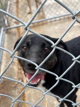 Labrador Retriever and Shepherd Dogs Available for Adoption - Ellie Mae | PetCurious